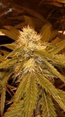 Floraison  40 (7)