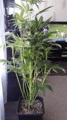 Floraison  27 (2)