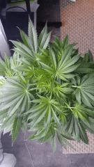 Floraison  19 (10)