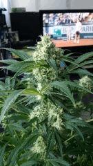 Floraison  46 (15)