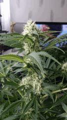 Floraison  38 (21)