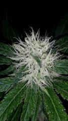 Floraison  36 (9)