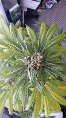 Floraison  61 (1)