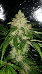 Floraison  57 (12)
