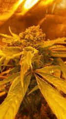 Floraison  66 (13)
