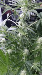 Floraison  34 (7)