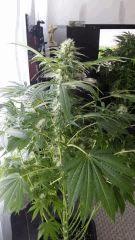 Floraison  43 (14)