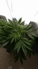 Floraison  16 (13)