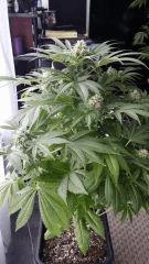 Floraison  48 (4)