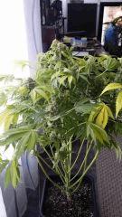 Floraison  61 (8)