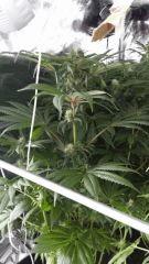 Floraison  44 (6)