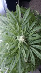 Floraison  43 (7)