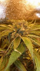 Floraison  60 (10)