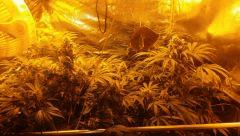 Floraison  50 (22)