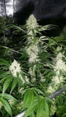 Floraison  53 (6)