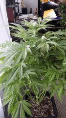 Floraison  35 (8)