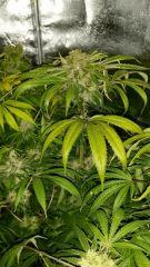 Floraison  62 (4)
