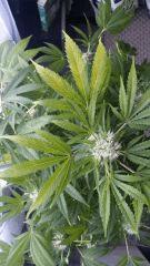 Floraison  52 (11)