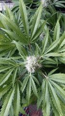 Floraison  51 (15)