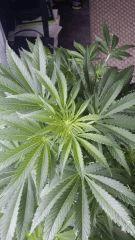 Floraison  23 (11)