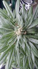 Floraison  48 (1)