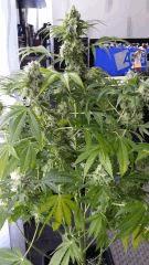 Floraison  58 (16)