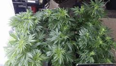 Floraison  20 (15)