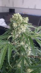 Floraison  56 (19)