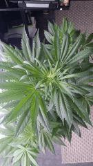 Floraison  23 (1)