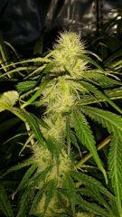 Floraison  33 (9)