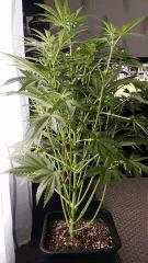 Floraison  22 (4)