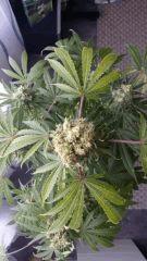 Floraison  61 (17)