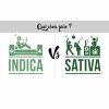 sativa Vs indica 2