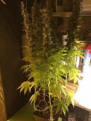 IMG 498213