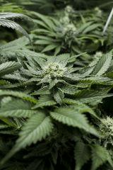 1310517