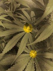 fleur Bud
