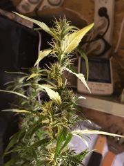 IMG 49734