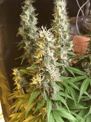 IMG 497910