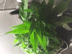 IMG 4434
