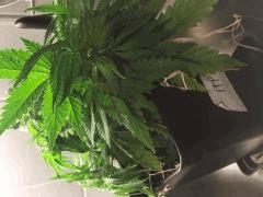 IMG 4436