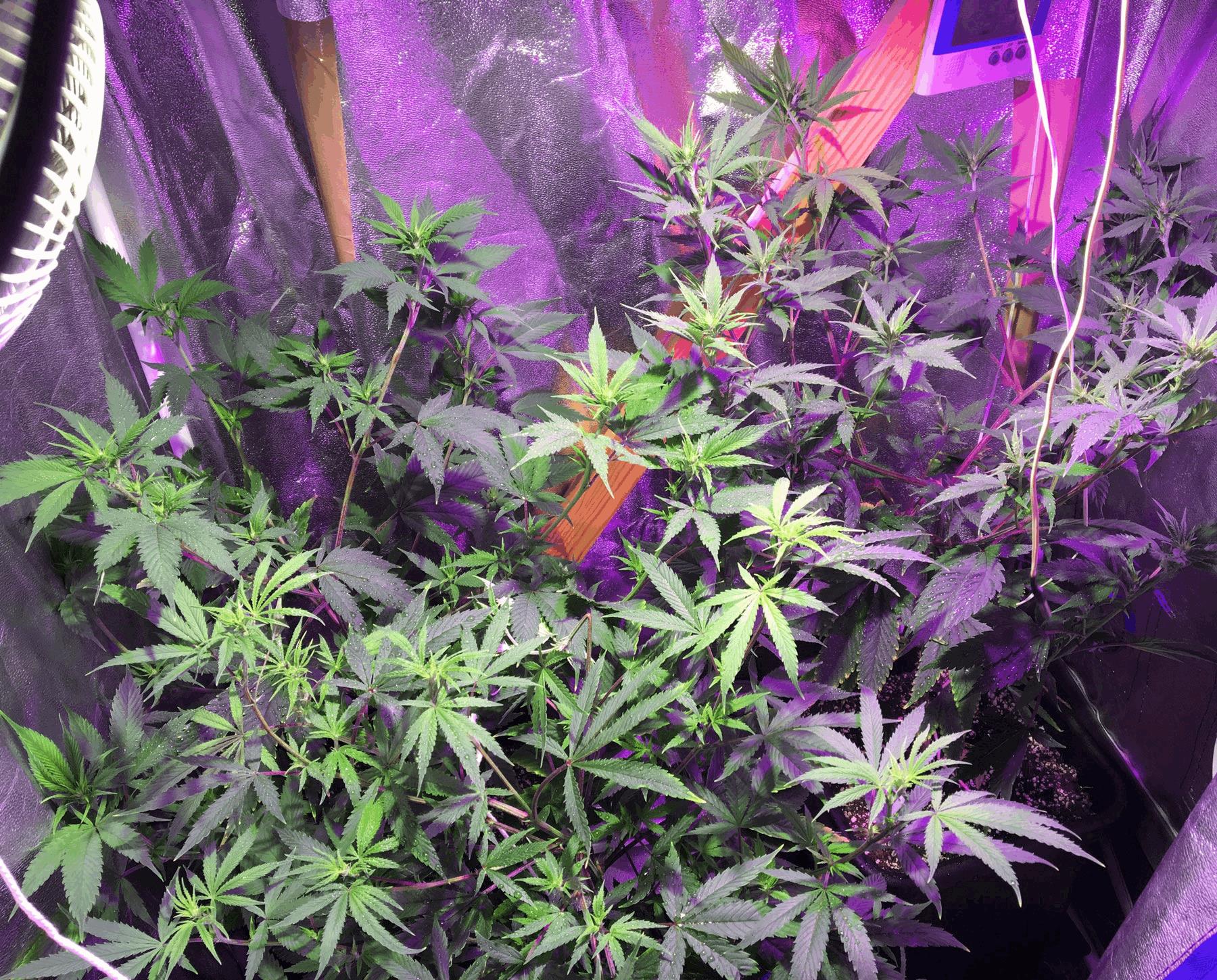 JDC Tangie