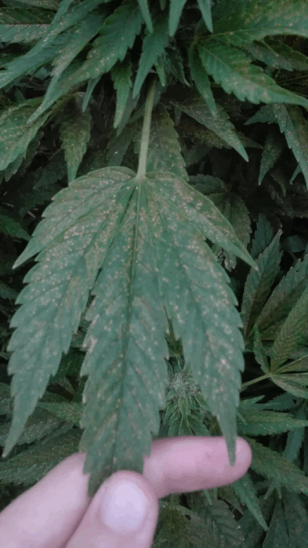 med_gallery_853329_5547_237209.png