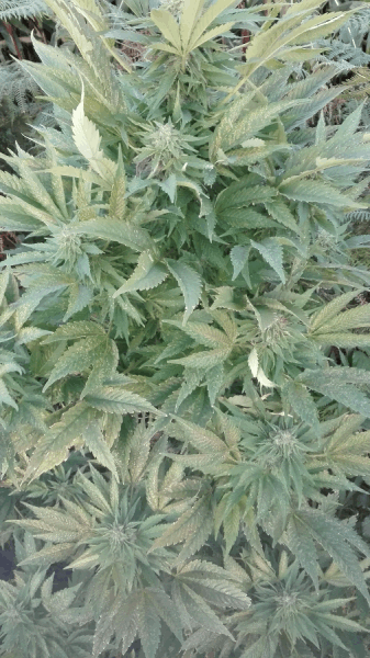 med_gallery_853329_5547_548892.png