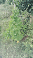 Praya 3