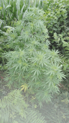 Cambrd 2