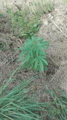 Power Flower 2 Cambrd