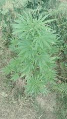 Early Skunk 1 Praya