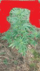 Early Skunk 2 Gwaan