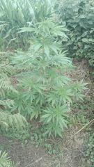 Early Skunk 2 Gwaan