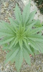 power flower 3 glowa